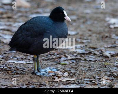 Una folaga eurasiatica, Fulica atra, conosciuta anche come la folaga comune, che si trova sulla riva di un lago. Foto Stock