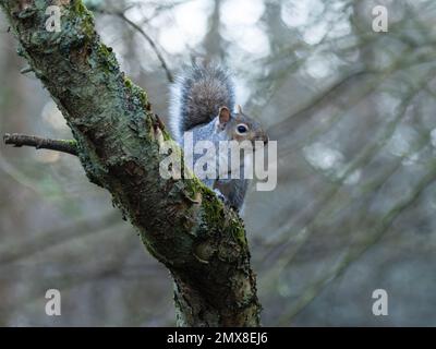 Uno scoiattolo grigio orientale, Sciurus carolinensis, noto anche come scoiattolo grigio, seduto su un ramo d'albero coperto di muschio. Foto Stock