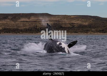 Balena destra jumping , Eubalaena Autralis, Glacialis, Patagonia , Penisola Valdes, Patagonia, Argentina Foto Stock