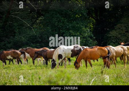 Cavalli che pascolano in un prato verde vicino alle Cades Cove Riding Stables nel Great Smoky Mountains National Park, Tennessee, Stati Uniti. Foto Stock
