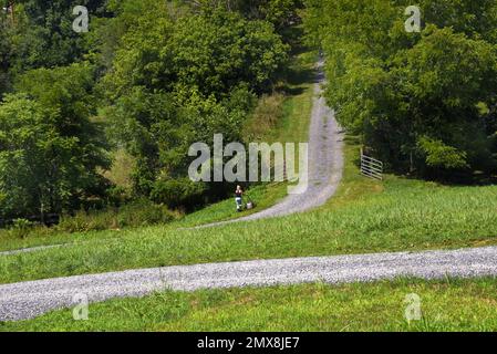 La donna lotta per spingere il tosaerba su un'ampia area di terra. Sta falciando oltre al vialetto di ghiaia. Foto Stock