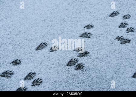 Pista di Raccoon footprint nella neve Foto Stock