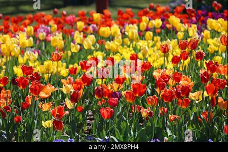 Fiori di tulipano rossi e gialli - Fort Worth Botanic Garden, Texas Foto Stock