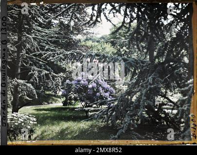 Proprietà di Albert Kahn, Boulogne, Francia la Forêt Bleue nei pressi del Marais , Foto Stock