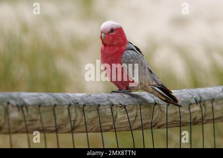 Galah - Eolophus roseicapilla - conosciuto come il cockatoo color rosa, galah cockatoo, rosa e grigio cockatoo o roseato, Australia continentale. B Foto Stock