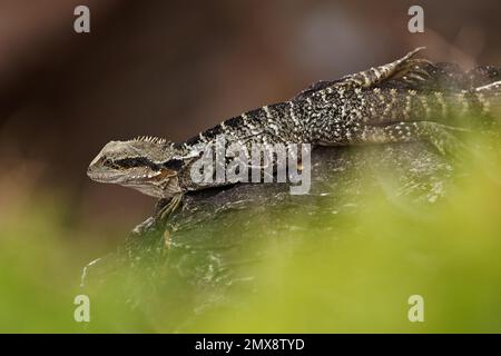 Drago d'acqua australiano - Intellagama o Physignathus lesueurii howittii, anche drago d'acqua orientale o Gippsland, lucertola sulla roccia sopra il mare. Foto Stock