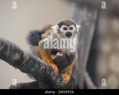 Famiglia di scimmie scoiattolo comune. La femmina e il bambino saimiri sciureus sono appollaiati sul ramo dell'albero. Foto Stock