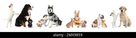 Collage con cani diversi su sfondo bianco. Design del banner Foto Stock