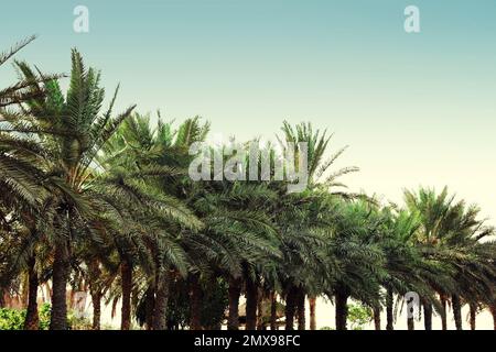 Belle palme tropicali all'aperto nelle giornate di sole Foto Stock