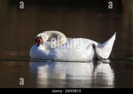 Muto cigno Cygnus olor uccello adulto su un lago congelato, Suffolk, Inghilterra, Regno Unito Foto Stock