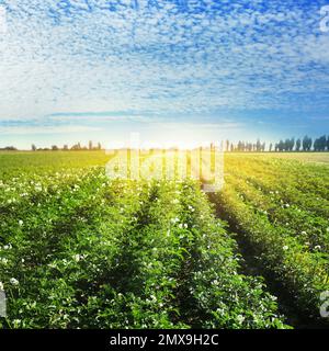 Pittoresca vista del campo di patate fiorente contro il cielo blu con le nuvole nelle giornate di sole. Agricoltura biologica Foto Stock