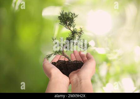 Donna che tiene un piccolo albero nel terreno su sfondo verde sfocato, primo piano. Protezione ecologica Foto Stock