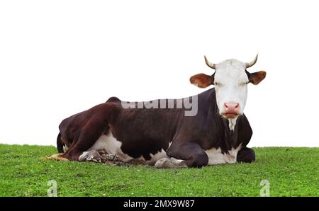 Bella mucca che riposa su erba verde su sfondo bianco. Zootecnia Foto Stock