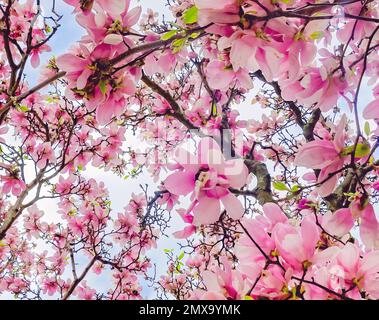 Un albero di magnolia giapponese (Magnolia liliiflora) è ritratto, 30 gennaio 2023, in Mobile, Alabama. La magnolia giapponese è anche conosciuta come piatter magnolia. Foto Stock