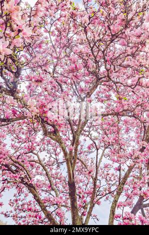 Un albero di magnolia giapponese (Magnolia liliiflora) è ritratto, 30 gennaio 2023, in Mobile, Alabama. La magnolia giapponese è anche conosciuta come piatter magnolia. Foto Stock