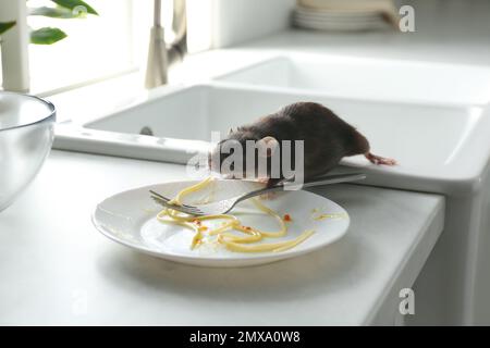 Ratto vicino a piatto sporco sul bancone della cucina. Controllo di peste Foto Stock