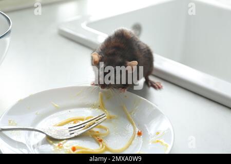 Ratto vicino a piatto sporco sul bancone della cucina. Controllo di peste Foto Stock