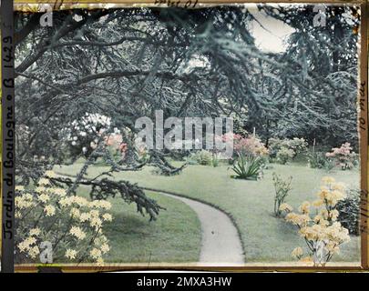 Proprietà di Albert Kahn, Boulogne, Francia rami di cedro che domina il sentiero che conduce a ovest del Marais, fiorito da arbusti colorati , Foto Stock