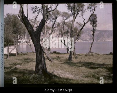 Saint-Jean Cap Ferrat, Alpes-Maritimes, Francia Les Oliviers e sullo sfondo a sinistra Villa Kerylos , 1910 - Cap Martin - Auguste Léon (marzo) Foto Stock