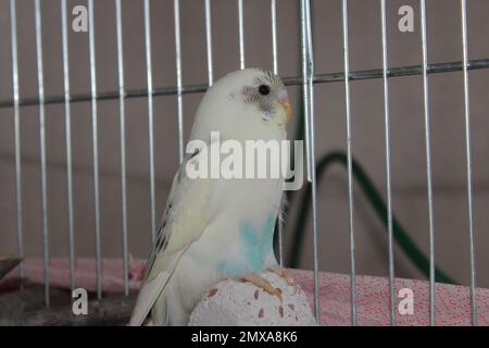 Parakeet bianco e blu in gabbia. Foto Stock