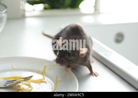 Ratto vicino a piatto sporco sul bancone della cucina. Controllo di peste Foto Stock