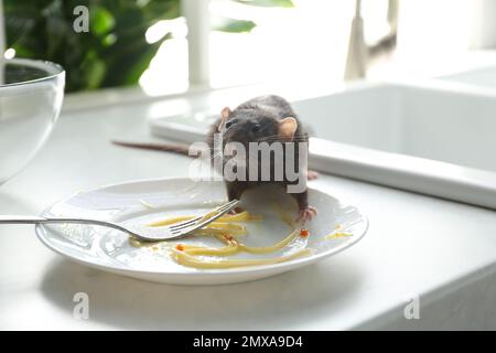 Ratto vicino a piatto sporco sul bancone della cucina. Controllo di peste Foto Stock