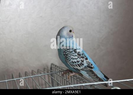 Pappagalli ondulati siedono su una gabbia. Foto Stock