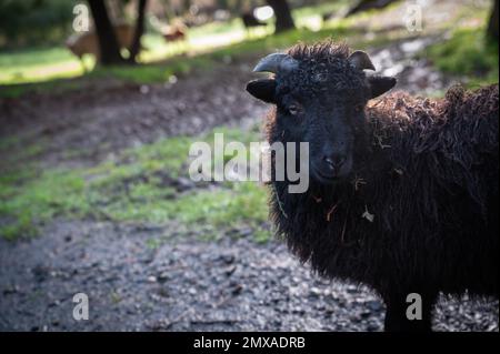 Bella pecora nera dalla Bretagna Foto Stock