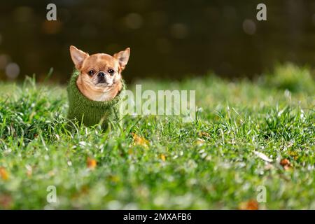 Triste piccolo cane chihuahua seduto su erba verde indossando maglione a maglia verde alla natura estiva in clima freddo Foto Stock