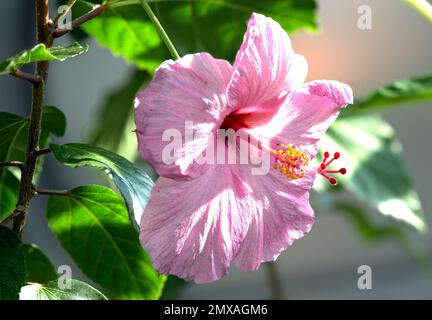 Primo piano della fioritura dell'ibisco rosa Foto Stock