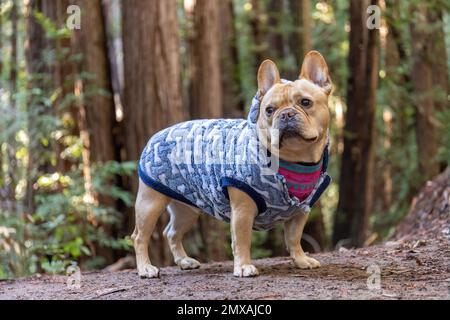 5 anni-vecchio Red Tan maschio Frenchie Escursionismo nella foresta di sequoie nel nord della California. Foto Stock