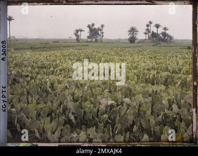 Il Cairo, Egitto, Africa campagna vicino al Nilo , 1914 - Egitto - Auguste Léon - (gennaio-febbraio) Foto Stock