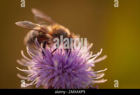 Una macro di un'ape carniolana di miele sul cardo che raccoglie polline Foto Stock