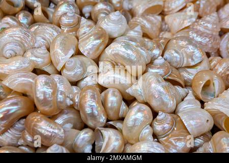 Shell Shop, Key West, Florida/ Shell Warehouse, Key West, Florida, Key West, Florida, Stati Uniti Foto Stock