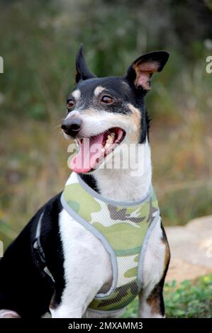 Ritratto di un cane Rat Terrier in una imbracatura verde mimetizzazione. Foto Stock