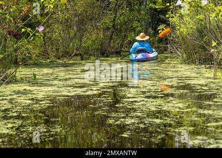 Kayak in canoa verso un passaggio con baldacchino di alberi verso il North Guana Outpost lungo il fiume Guana a Ponte Vedra Beach, Florida. (USA) Foto Stock