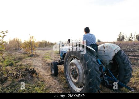 Vista posteriore di un contadino latino che guida un vecchio trattore, nel mezzo del suo terreno agricolo al tramonto Foto Stock