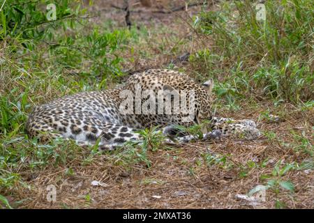 Giovane leopardo femminile con gocce di diamante di pioggia nella sua pelliccia Foto Stock