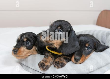 Cuccioli carini di un dachshund con capelli a filo sono sdraiati sul letto. Ritratto di cani. Animali domestici carini Foto Stock