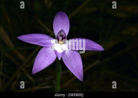 Un'orchidea delle labbra di cera solitaria (Glossodia Major) che mostra la sua bellezza viola alla riserva di flora di Hochkins Ridge a Croydon North, Victoria, Australia. Foto Stock