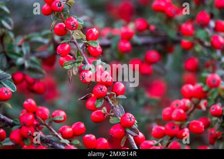 Bacche di Cotoneaster horiortalis, bacche rosse, primo piano, on, Branch Foto Stock