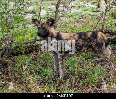 African Painted Dog in piedi in una verde Foresta Glade Foto Stock