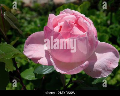 Primo piano di una pallida Rosa Inglese Rosa Queen Elizabeth, grandiflora Rose, giardino botanico con sfondo verde sfocato Foto Stock