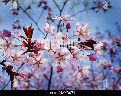 Primo piano mazzo di fiori di ciliegia Himalayani selvatici, fiori di tigre giganti, Sakura Rosa, Prunus cerasoides, con sfondo cielo blu, focus selettivo Foto Stock