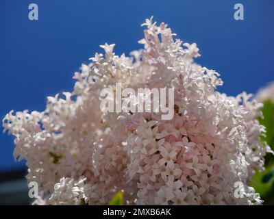 Basso angolo di vista di rosa pastello lilla persiana, syringa perica fiori bouquet, sfondo cielo blu luminoso, villosa lilla, fioritura naturale Foto Stock