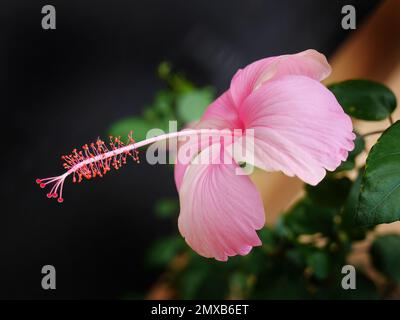 Vista laterale del fiore di ibisco rosa con polline su sfondo scuro, fuoco selettivo, primo piano, fiore di ibisco rosa tropicale Foto Stock