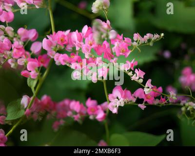 Piccoli fiori rosa Antigonon leptopus gancio, Tigon fiori, edera piccola, fiori di vite rosa, superriduttore messicano, Catena d'amore, Creeper Flower, Coral Vine Foto Stock