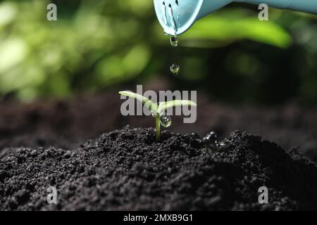 Annaffiatura giovane piantina in terreno fertile, primo piano Foto Stock