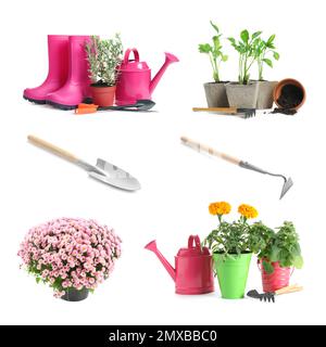 Set con diversi strumenti di giardinaggio e piante su sfondo bianco Foto Stock
