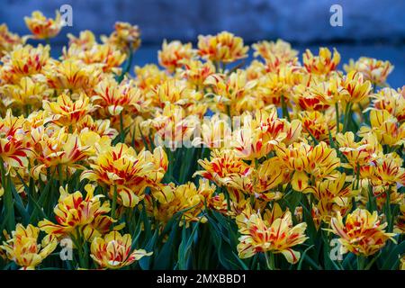 Bello sfondo tulipani colorati. Campo di fiori primaverili. Tulipani a letto fiore a Danang, Vietnam, primo piano Foto Stock